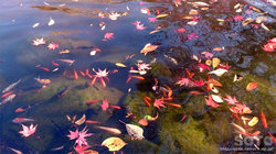 紅葉と金魚