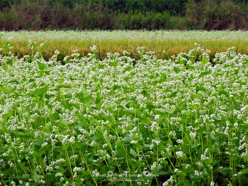 蕎麦の花と稲穂