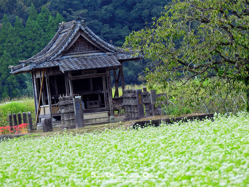 蕎麦の花とお堂