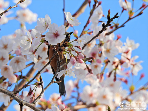er̍i2019/04/05-2j
