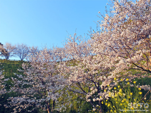 er̍i2019/04/05-8j