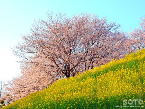 er̍i2019/04/05-10j