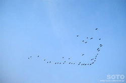 鳥の群れ