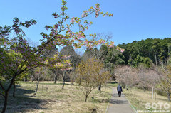 小萩園(1)