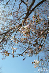 小萩園(桜)