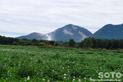 硫黄山とジャガイモ畑
