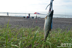 鮭釣り(3)