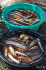 釣り体験(釣果)