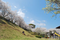 菊池の桜2014（菊池公園）