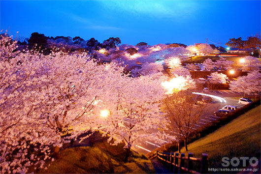 菊池の夜桜(1)