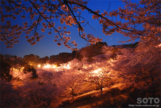 菊池の夜桜(2)