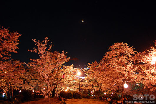 菊池の夜桜(3)