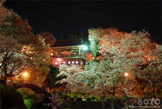 菊池の夜桜(5)
