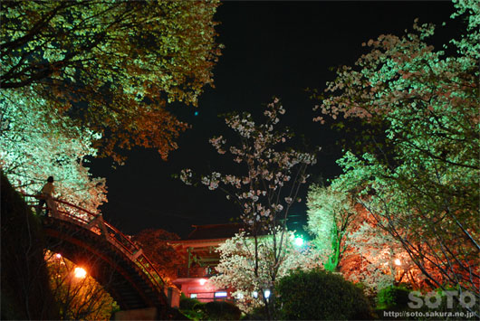 菊池の夜桜(6)