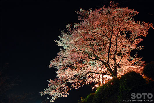 菊池の夜桜(4)