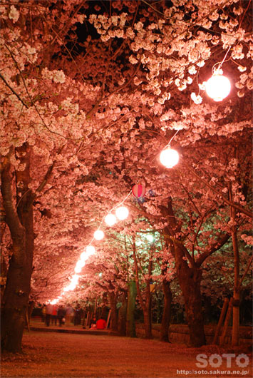 菊池の夜桜(8)