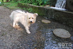 柿原養鱒場(犬OK)