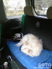 車は犬小屋?