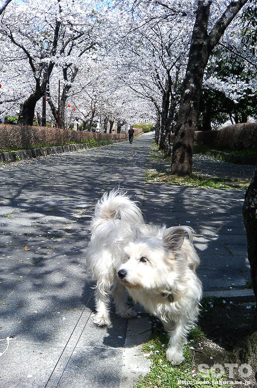 2008/04/03お花見