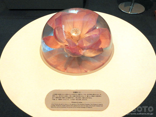 平泉文化遺産センター(2)