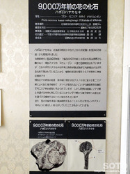 羽幌町郷土資料館(8)