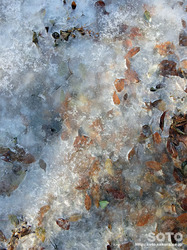 氷に覆われた落ち葉