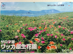 ワッカ原生花園(ポスター)