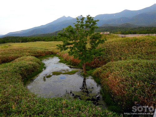 知床五湖高架木道(4)