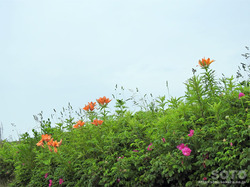 ワッカ原生花園(11)