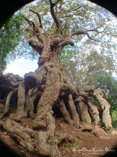 イチイガシ巨木（１）
