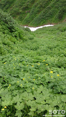 ニセイカウシュッペ登山(10)