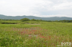 田代平湿原(9)