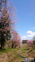 P쌹iSj