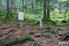 雌阿寒岳(5合目)