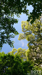 森林浴(2)