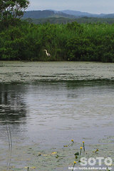 サロベツ(長沼と野鳥)