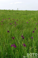 �p���P���i�A�����j