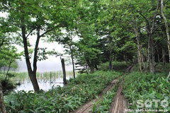知床五湖(地上遊歩道14)