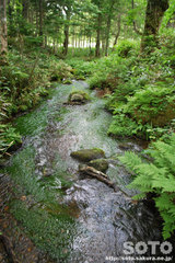 熊越えの滝(清流1)