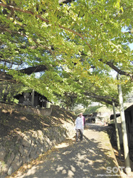 下城公孫樹(2)