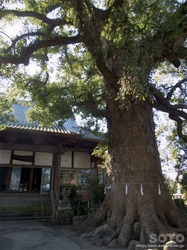 妙蓮寺の樟(1)