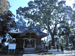 福本八幡宮の大楠(1)