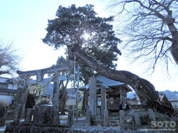 平菅原神社のたぶの木(1)
