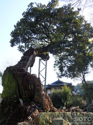 平菅原神社のたぶの木(2)