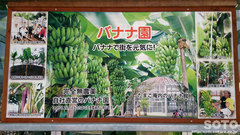 バナナ園(看板)
