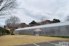 バナナ園(1)