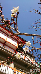 高橋稲荷神社(8)