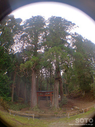 九頭神社（鳥居と杉の巨木）