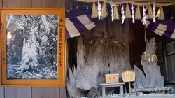 神明神社(長寿の楠)