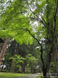 雄山神社 中宮祈願殿(8)